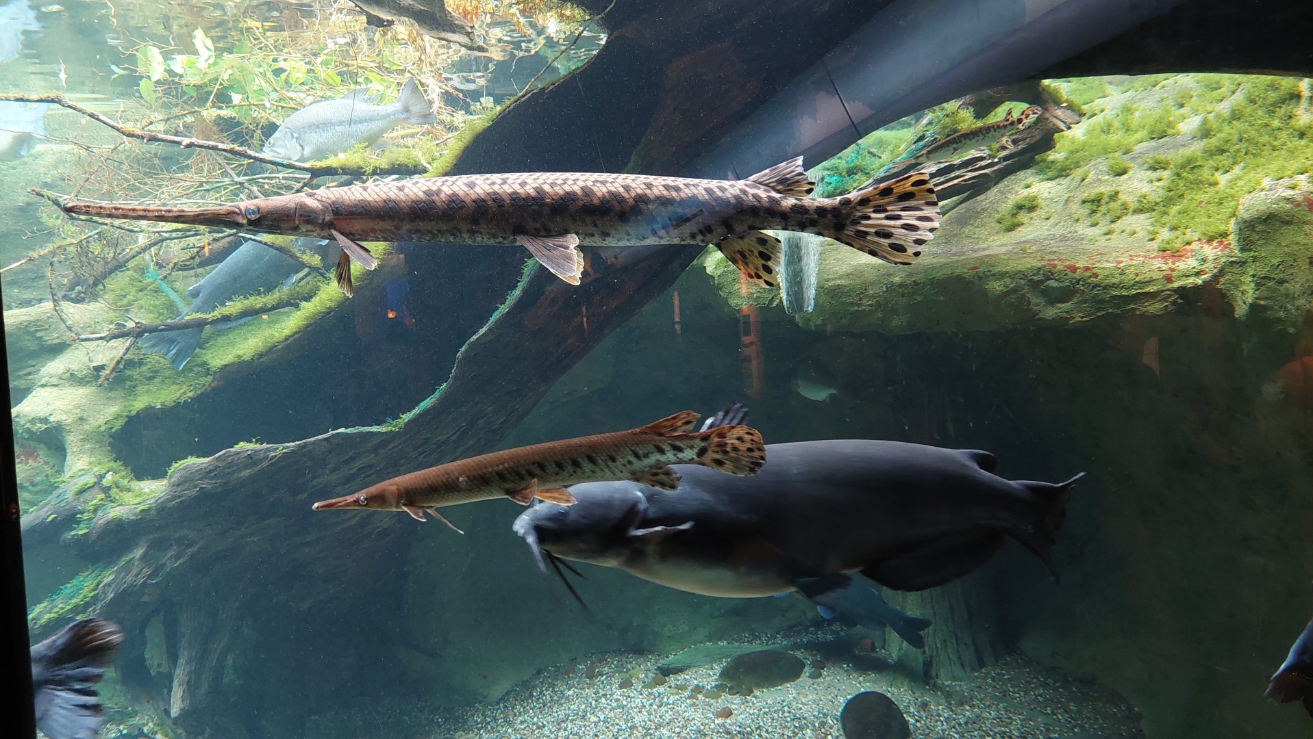 Gar tank- long nose gar, shortnose gar, Channel catfish