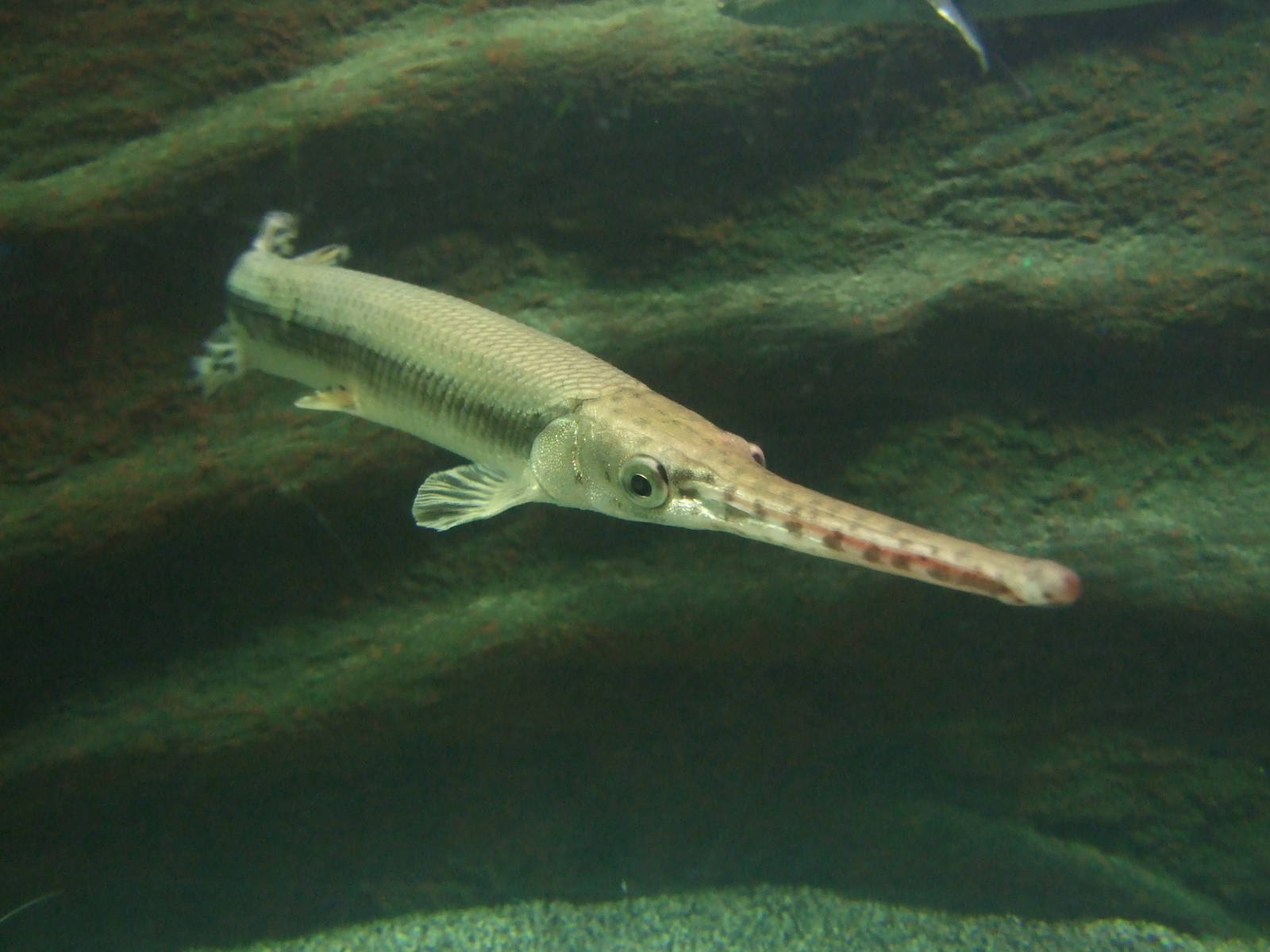 Gar