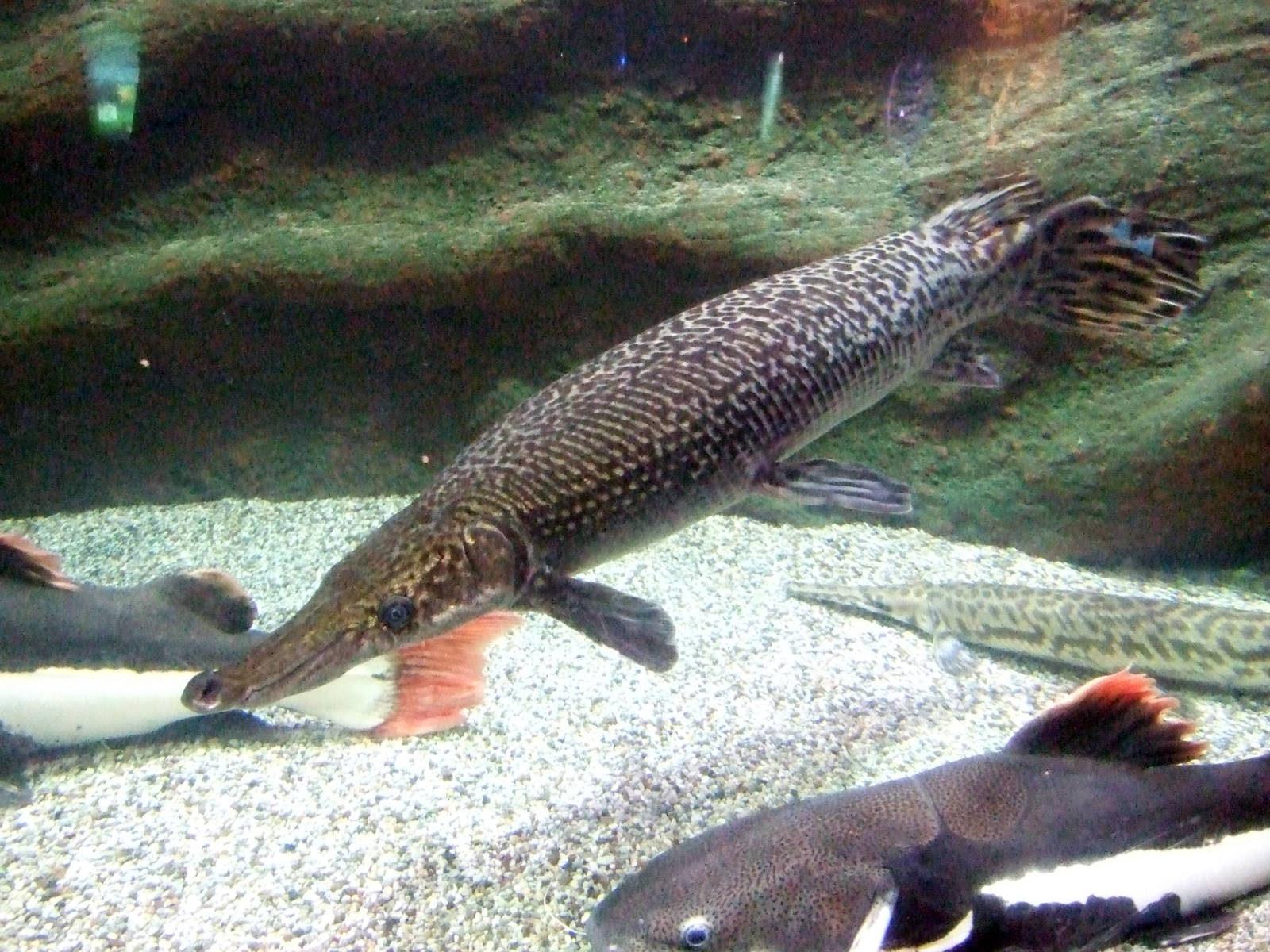 Gar