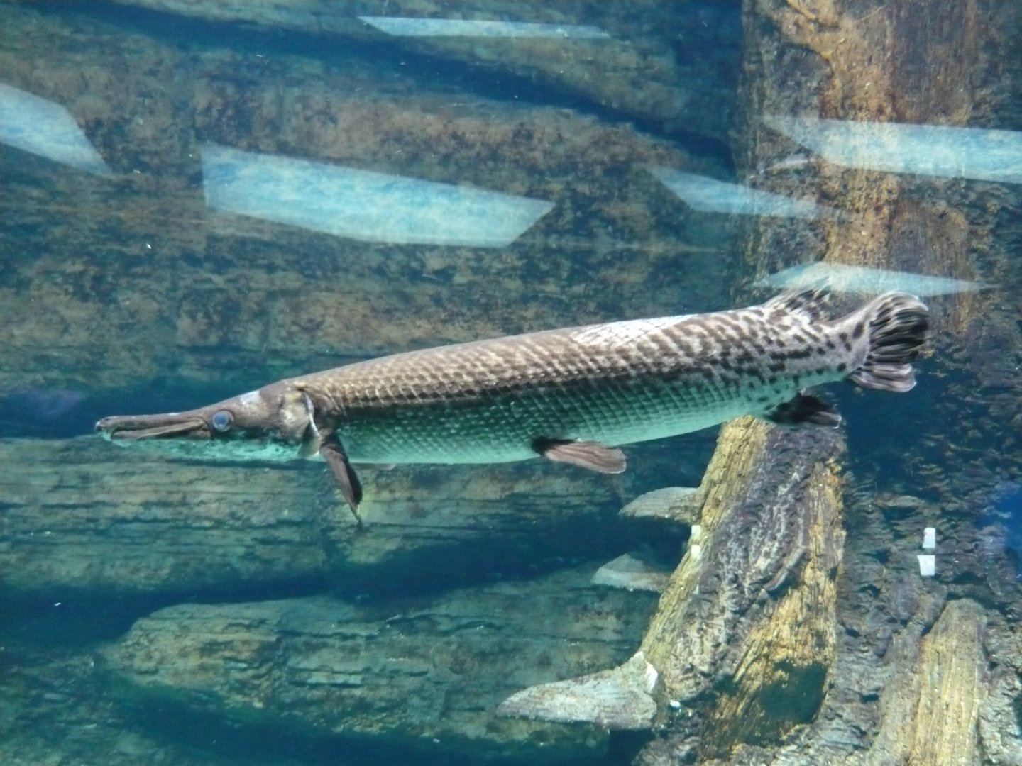 Gar