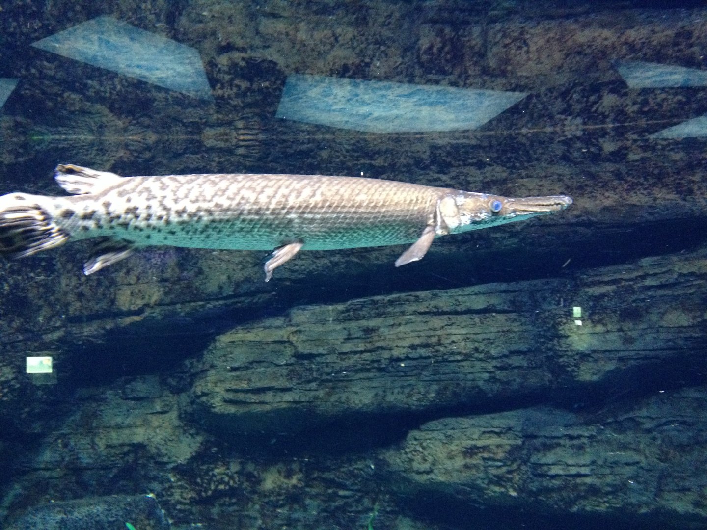 Gar