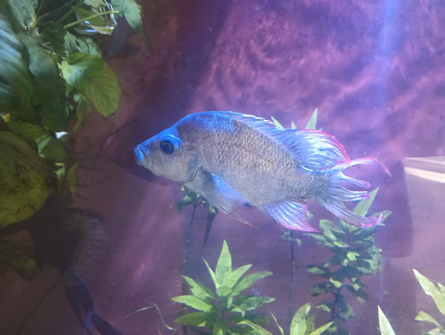 Garaka Cichlid