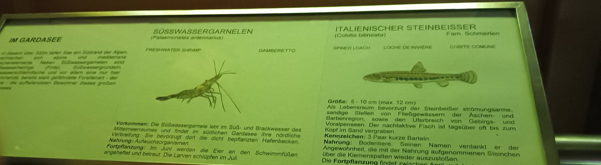 Gardasee Tank Signage