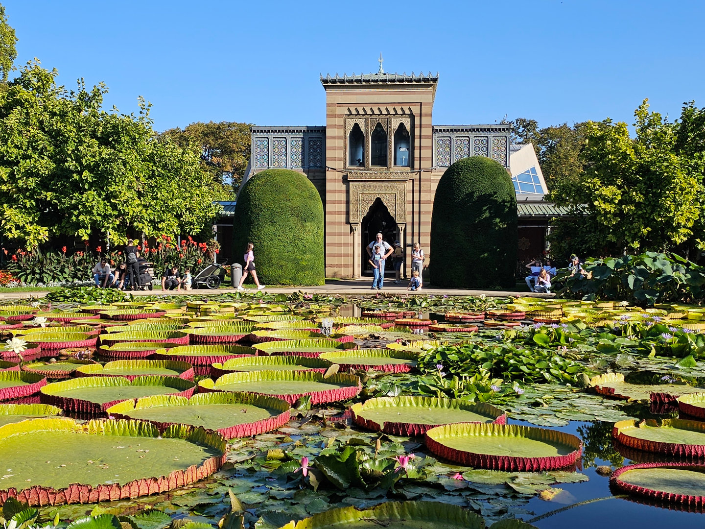 Garden and giant water lily pond, Sep. 2023