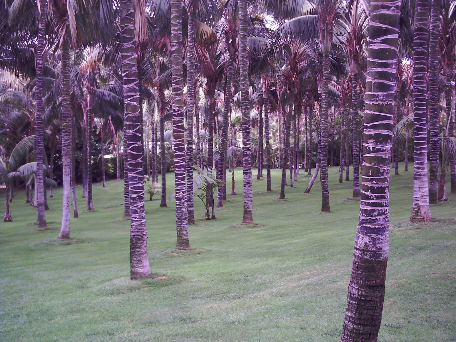 Garden Area - Loro Parque 2008