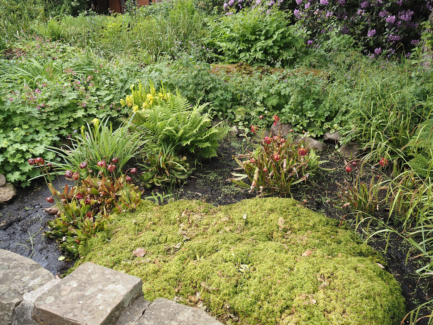 Garden area with carnivorous plants, 2024-05-21