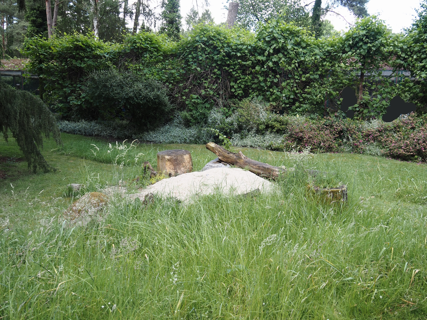 Garden area with sandy zone for native Andrena miner bees or sand bees, 2024-05-23