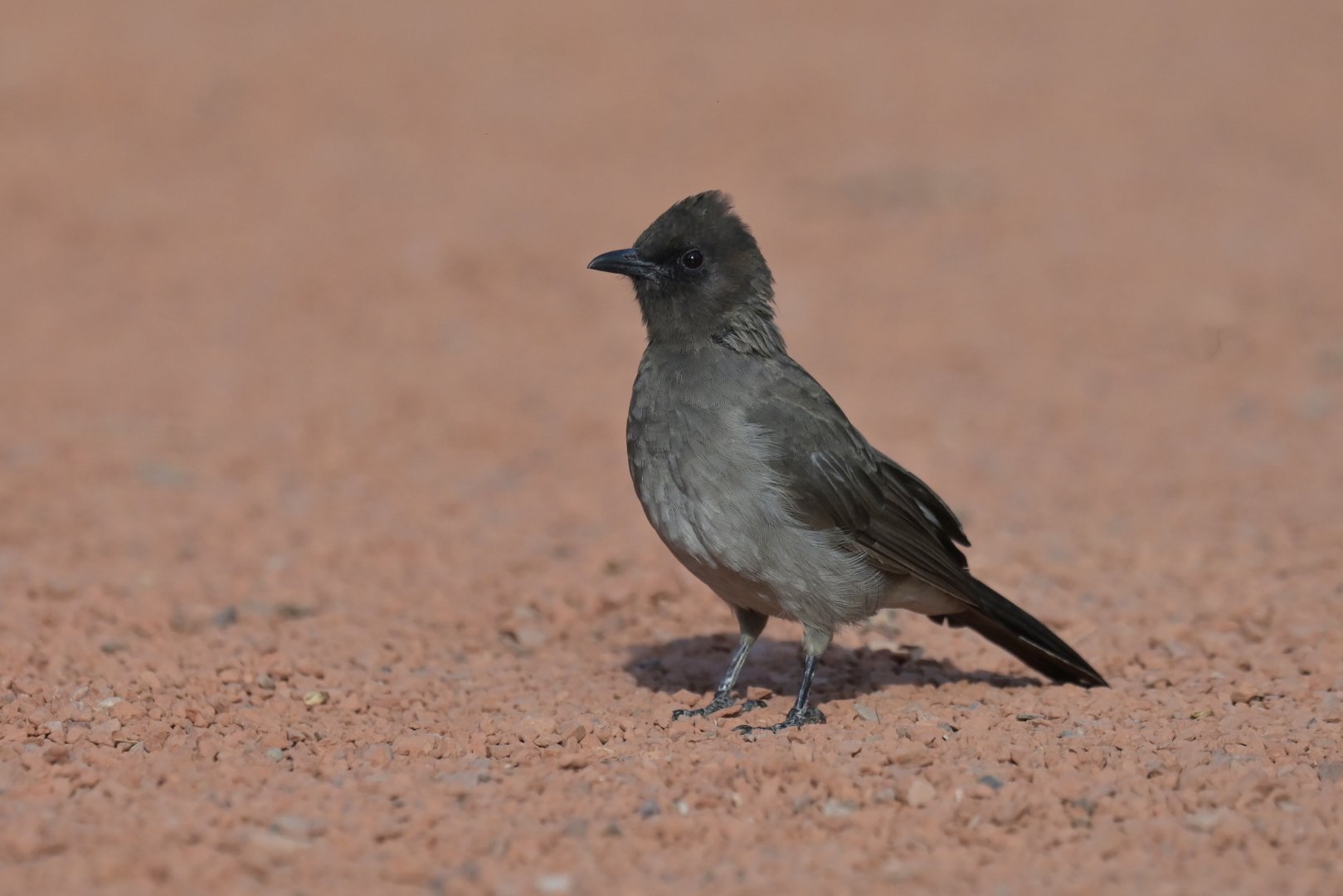 Garden Bulbul Pycnonotus barbatus