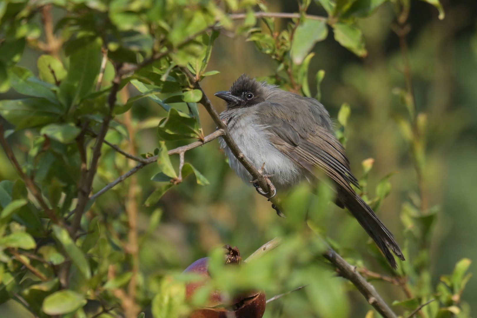 Garden Bulbul Pycnonotus barbatus