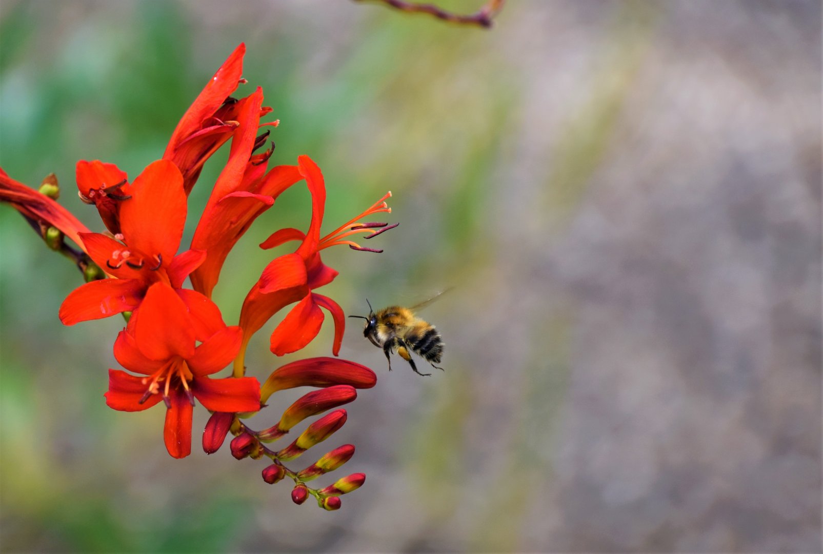 Garden bumblebee? ID?