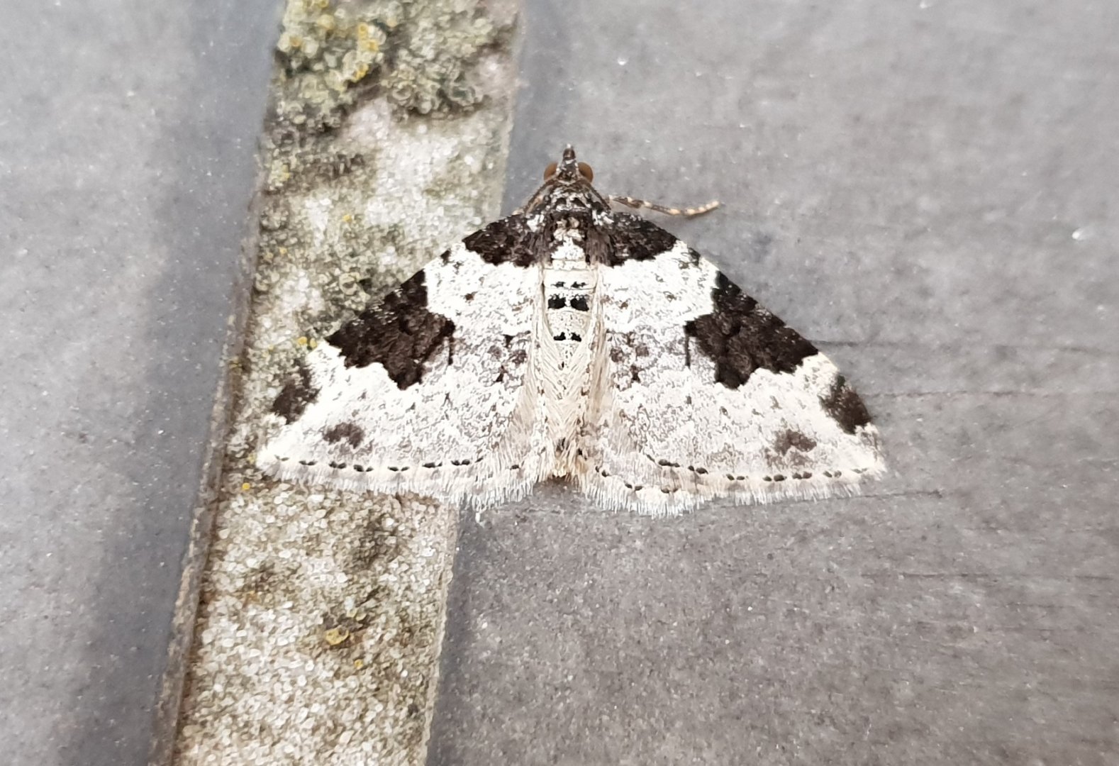 Garden carpet - Xanthorhoe fluctuata
