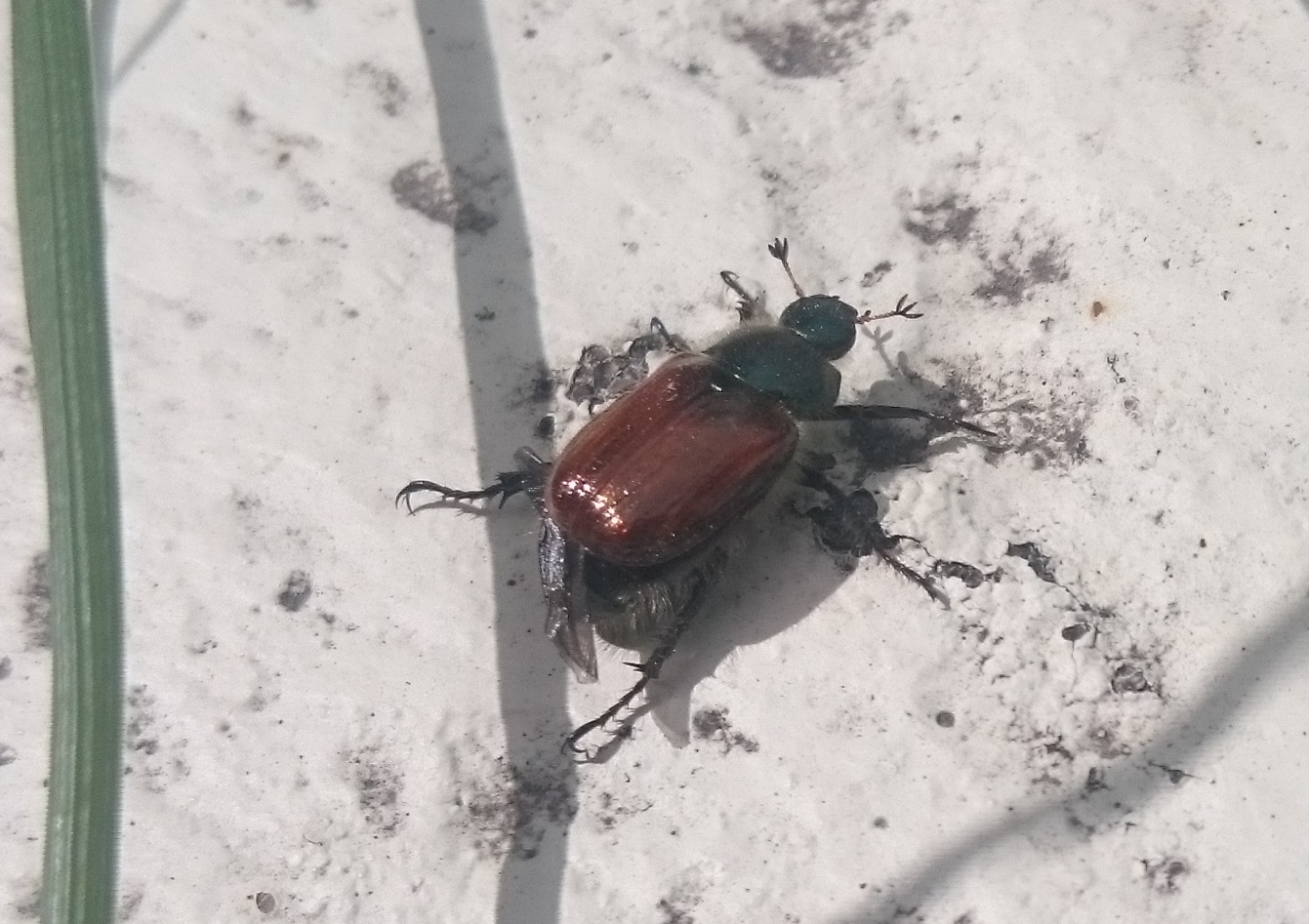 Garden chafer