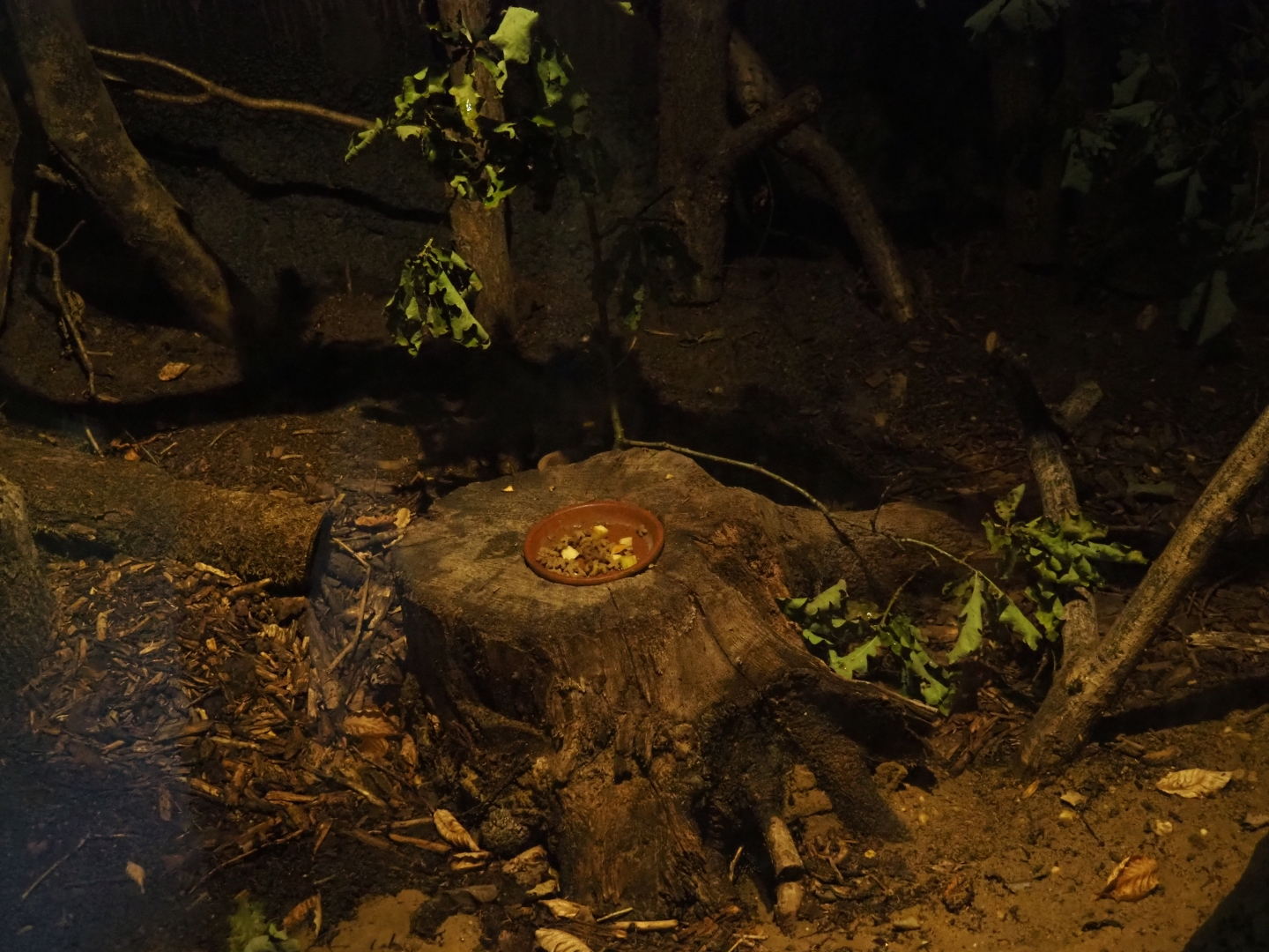 Garden dormouse exhibit