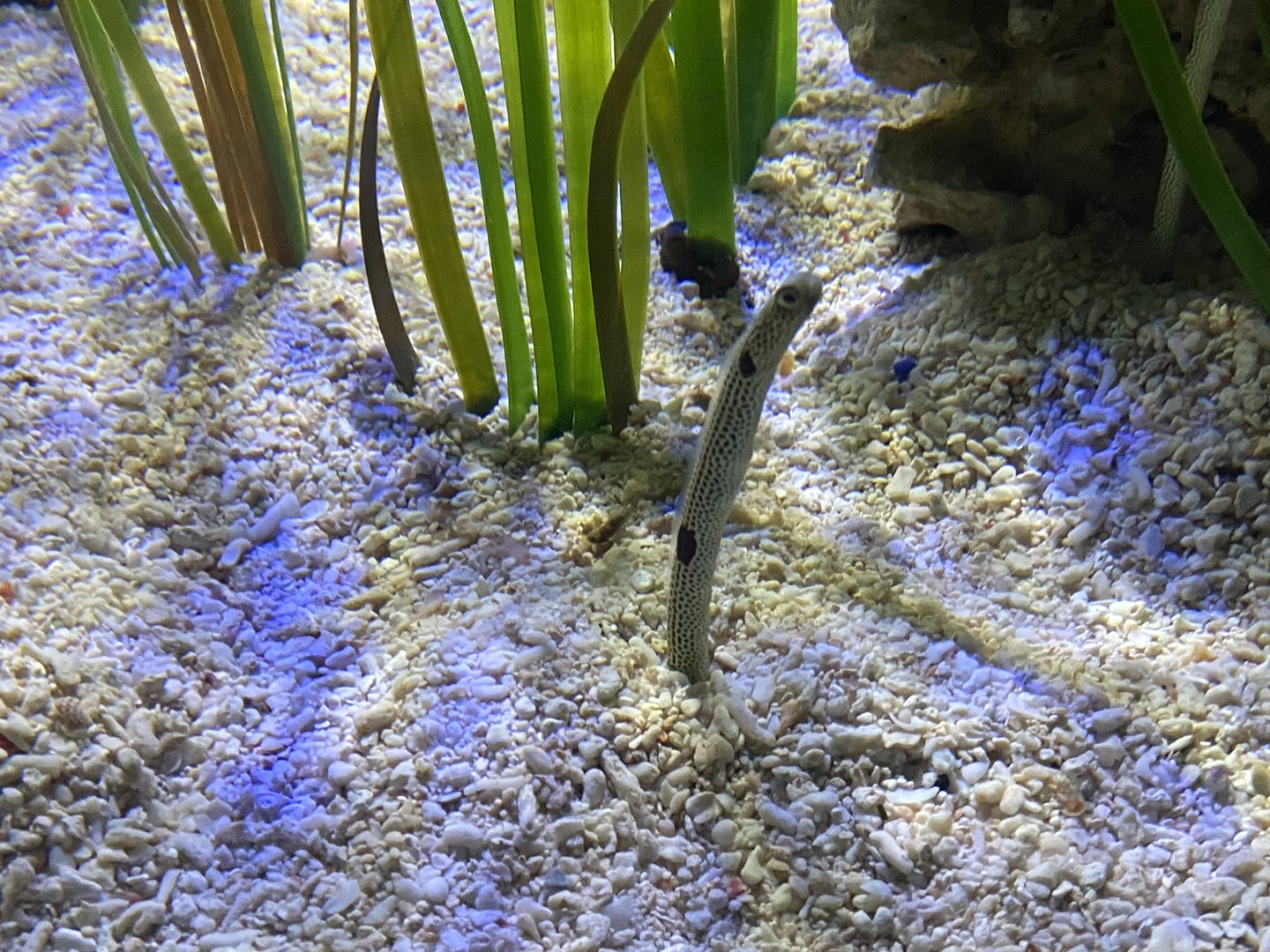Garden eel 070123