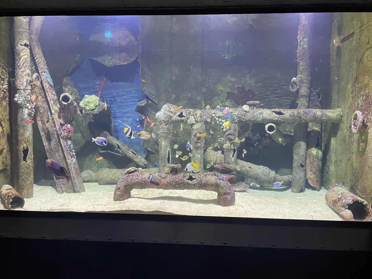 Garden Eel and Others Tank