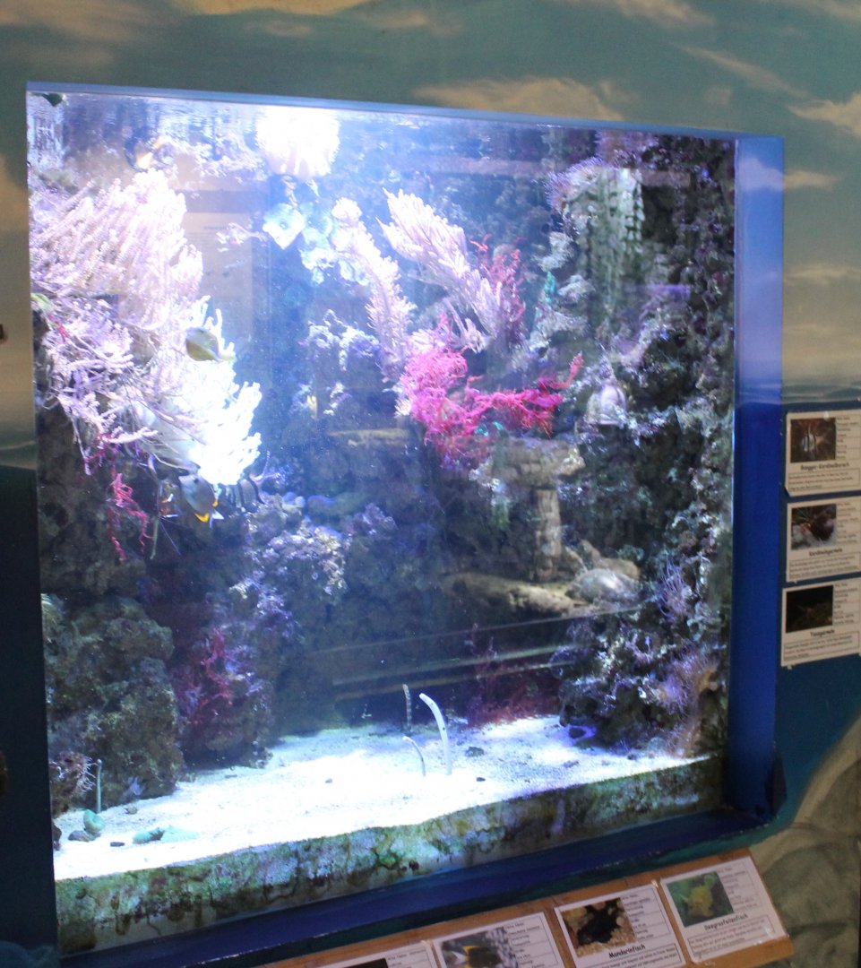 Garden eel - coralfish tank