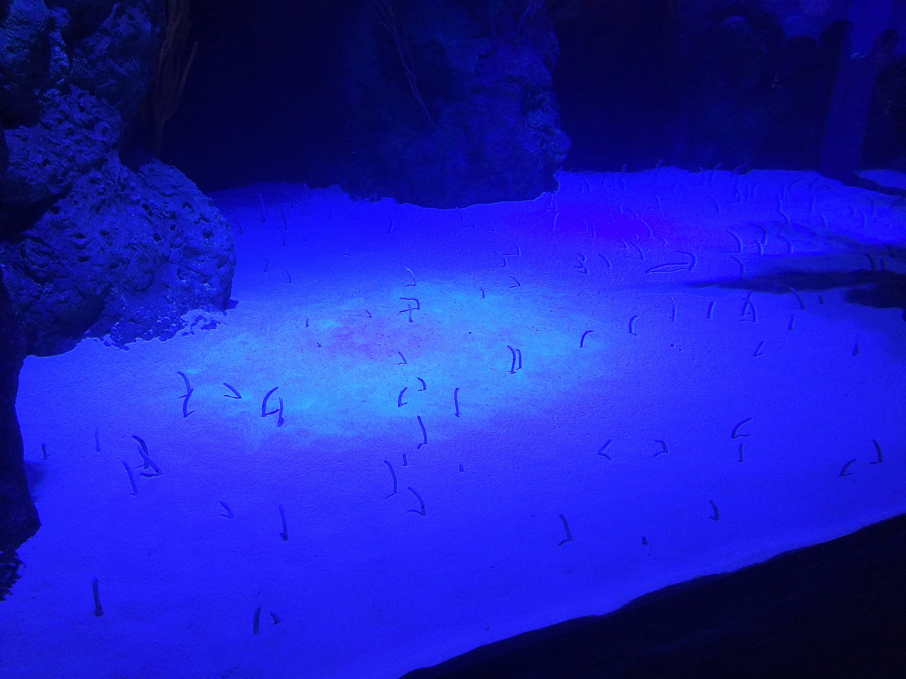 Garden Eel Exhibit