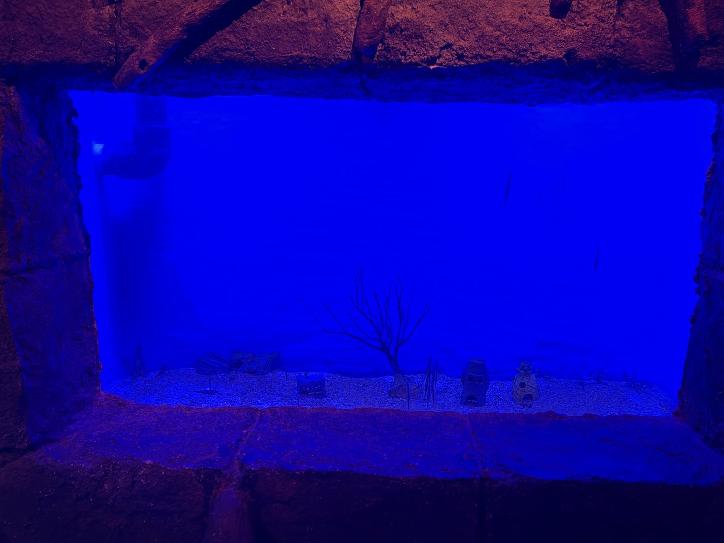 garden eel & razorfish aquarium - BX Sea