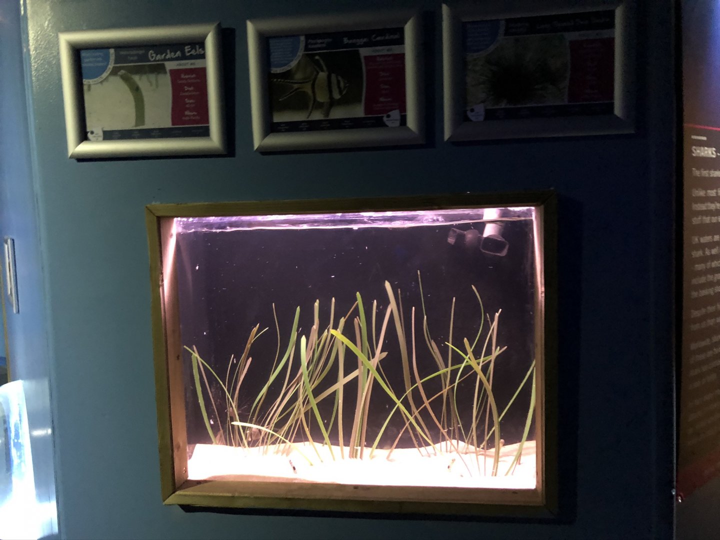 Garden Eel Tank at Tynemouth Aquarium (2019)