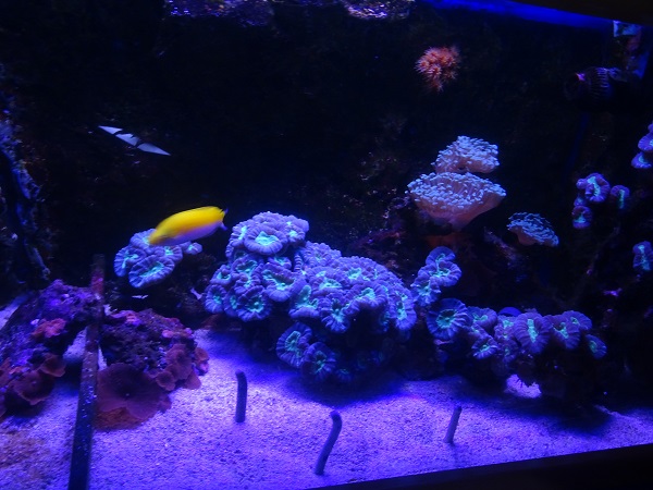 Garden eel tank (species list in description)