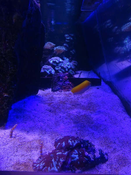 Garden eel tank (species list in description)