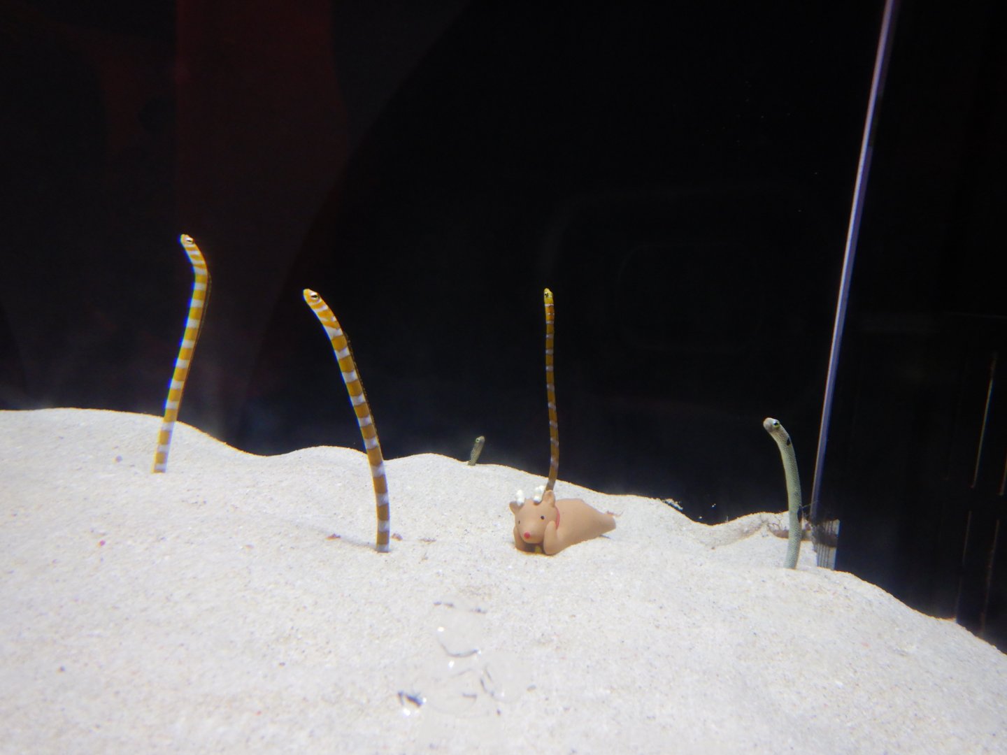 Garden Eel tank - Splendid Garden Eel and Spotted Garden Eel
