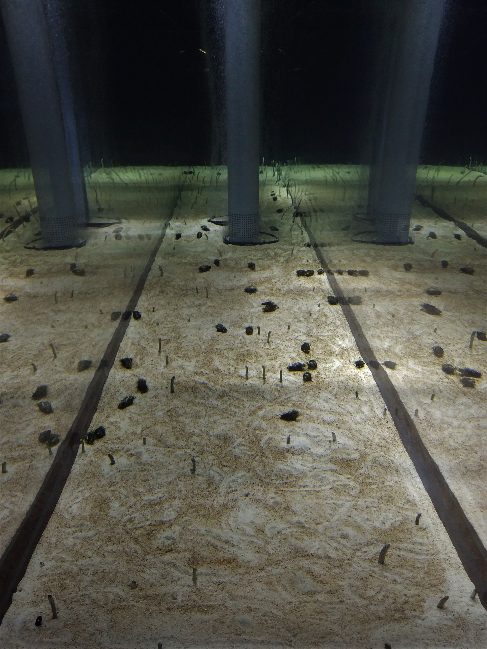 Garden Eel Tank