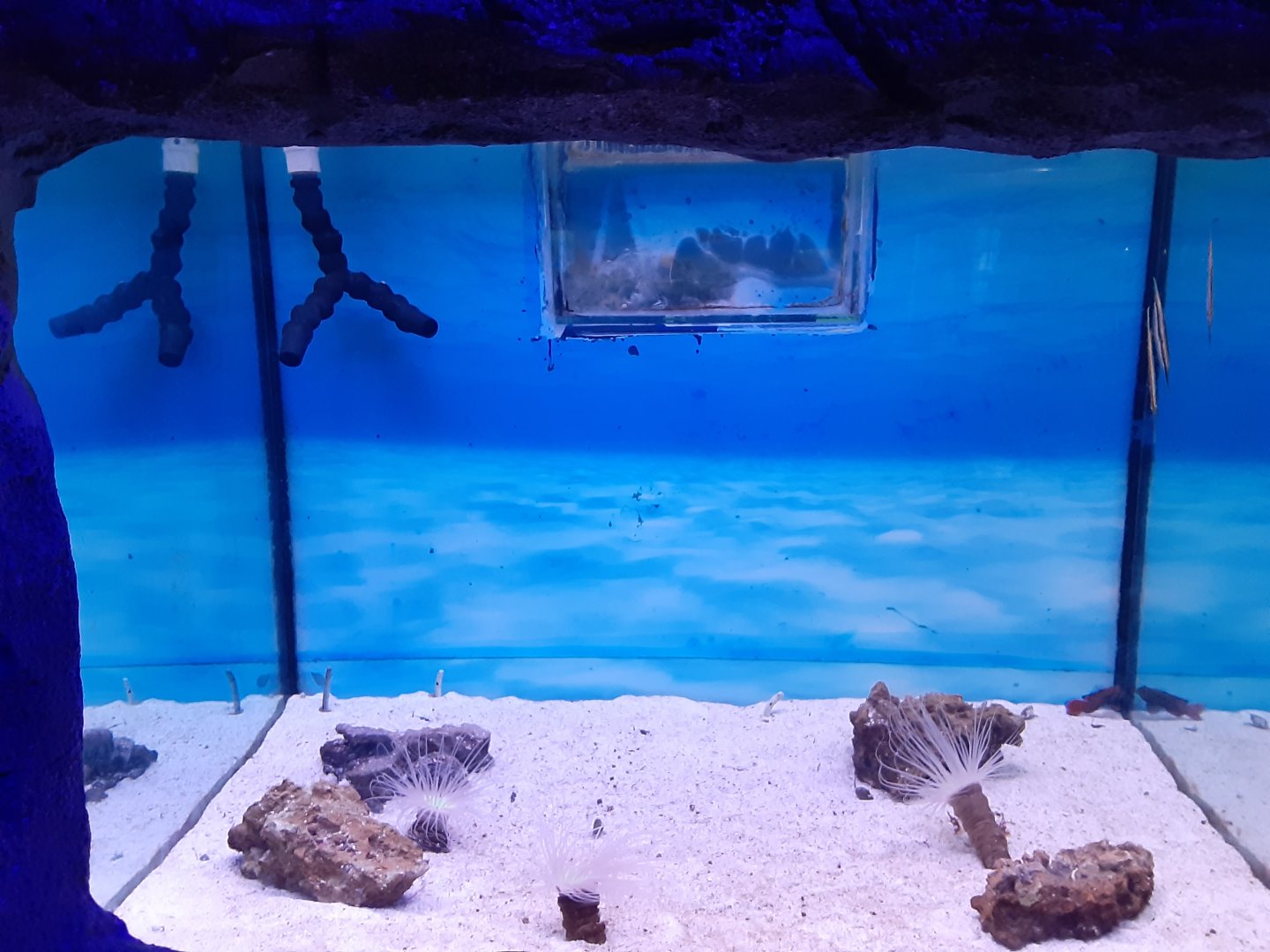 Garden Eel Tank
