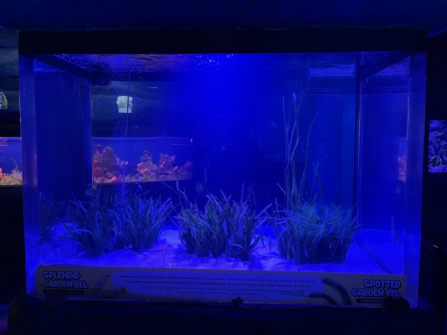 garden eel tank
