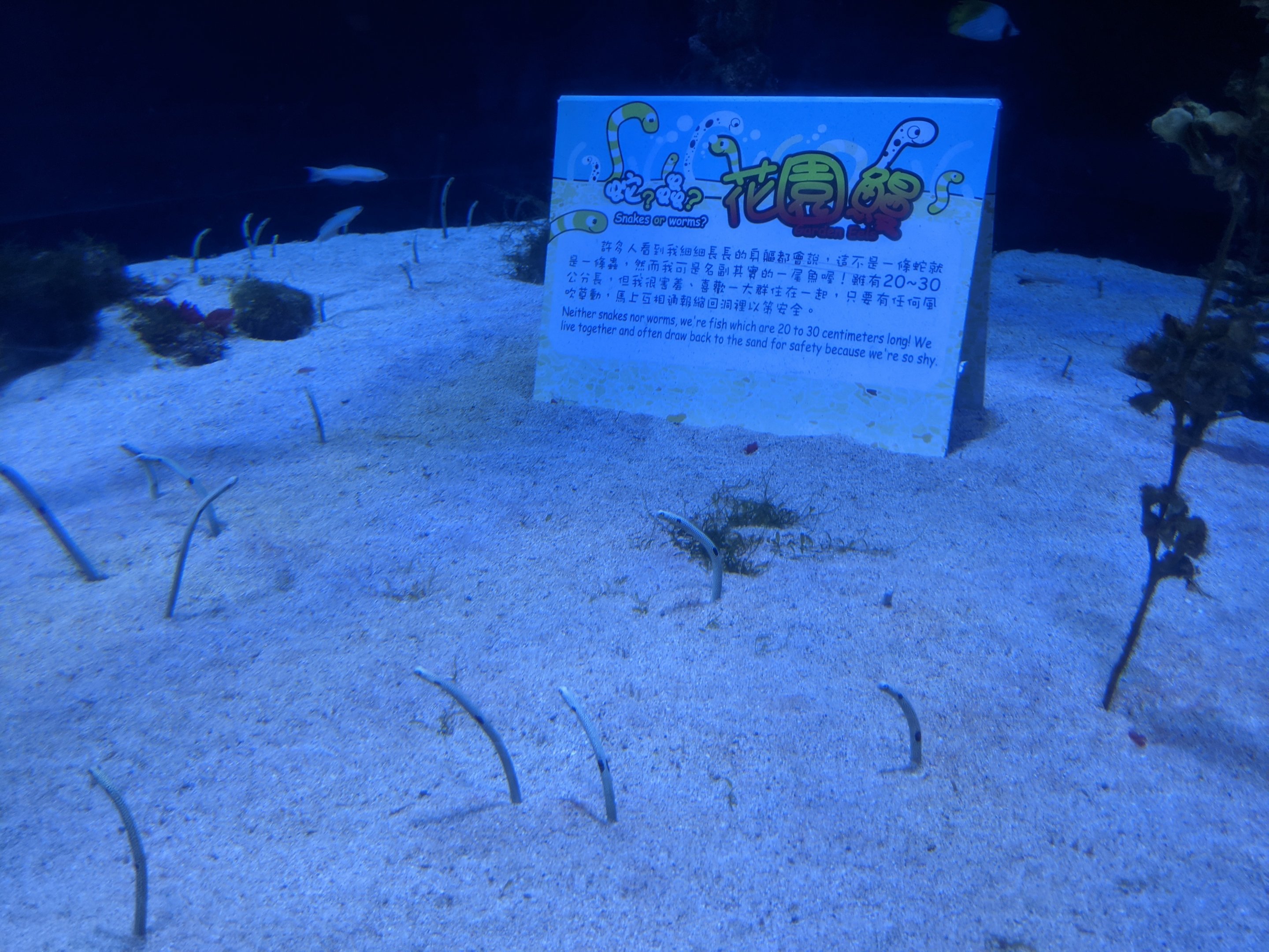 Garden Eel tank