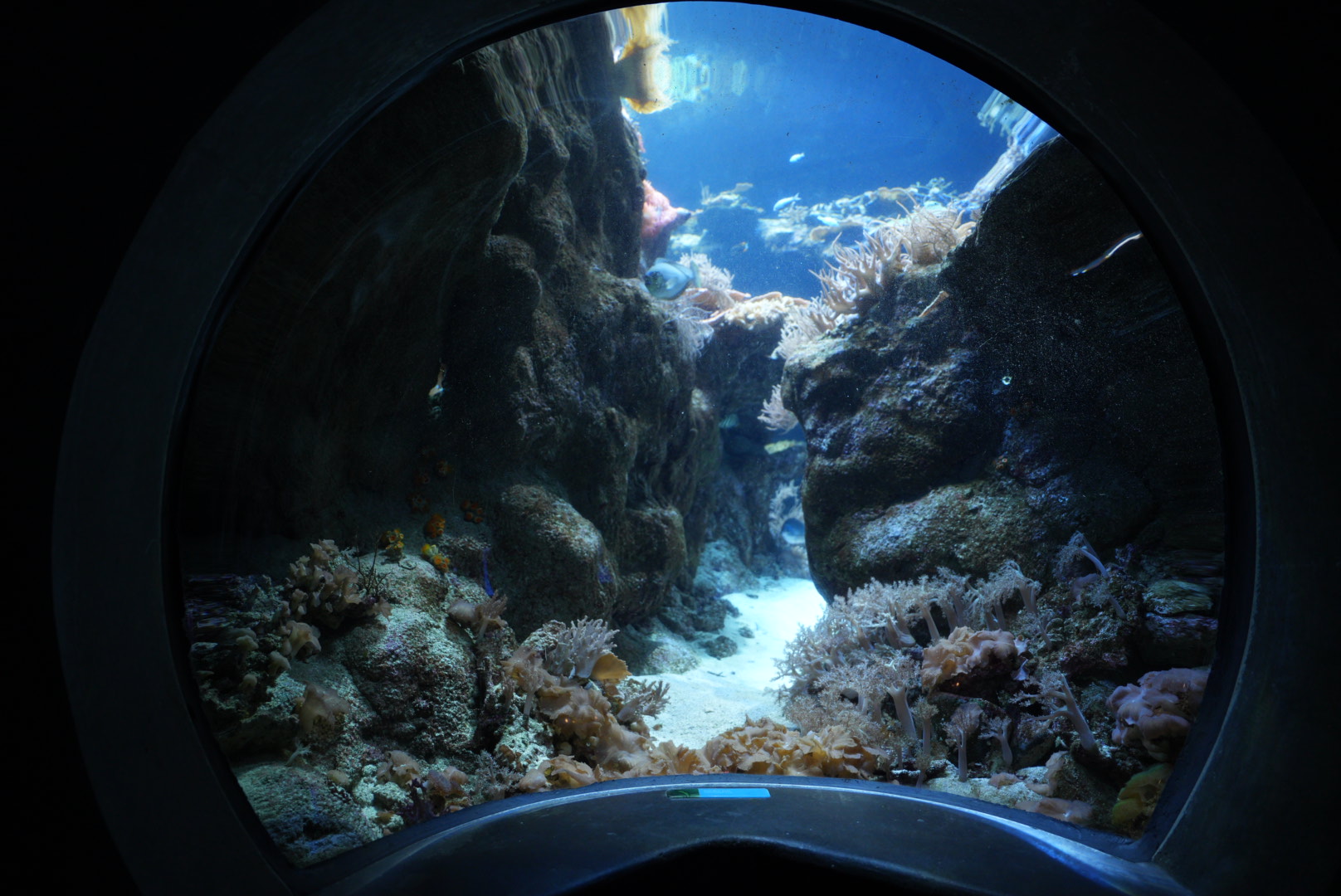 Garden Eel viewing (Philippine Coral Reef)