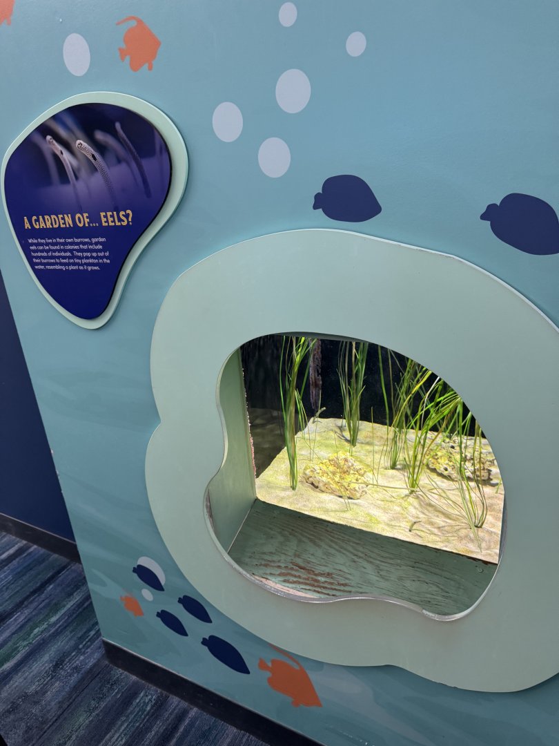 Garden Eel Wall Exhibit- February 2025