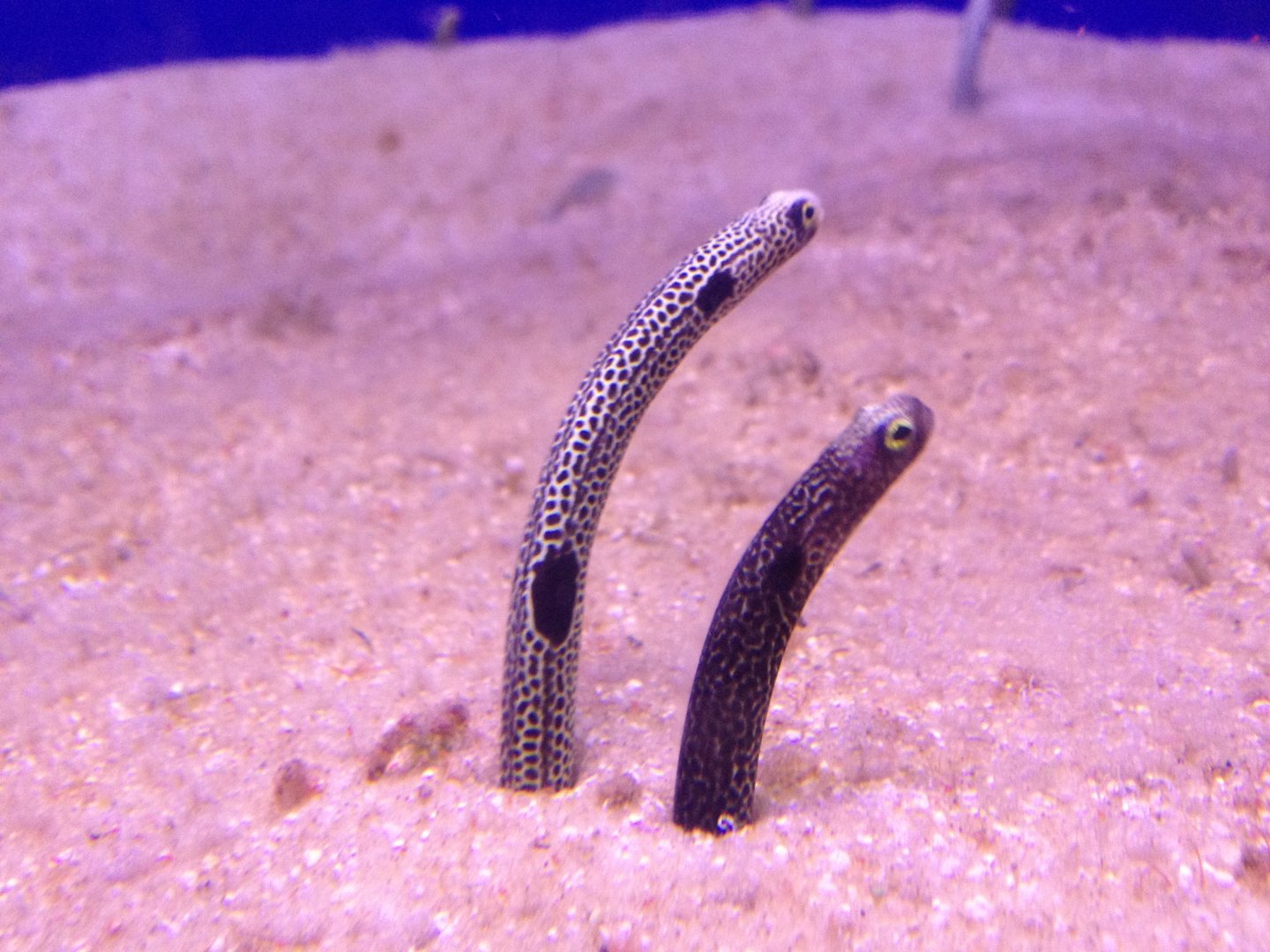 Garden eel