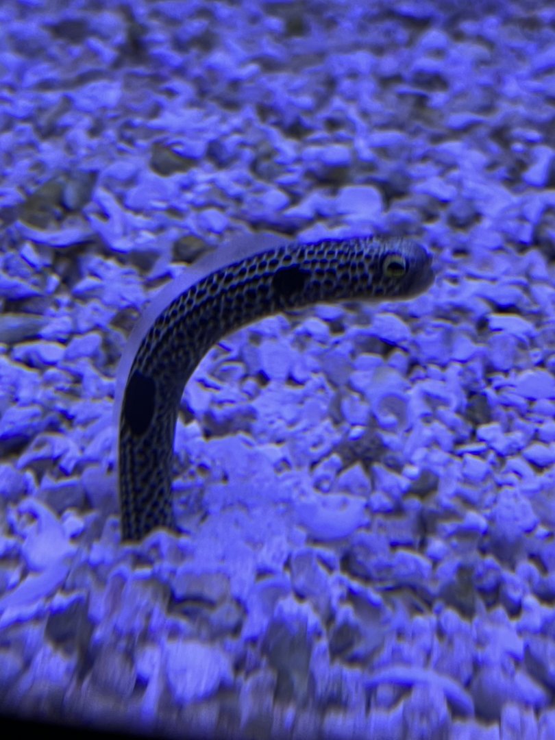 Garden Eel