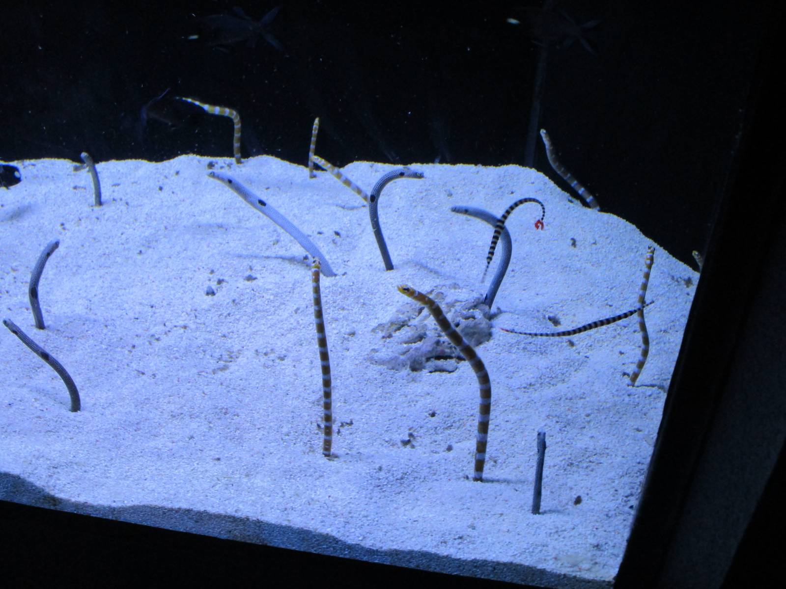 Garden Eels and Pipefish
