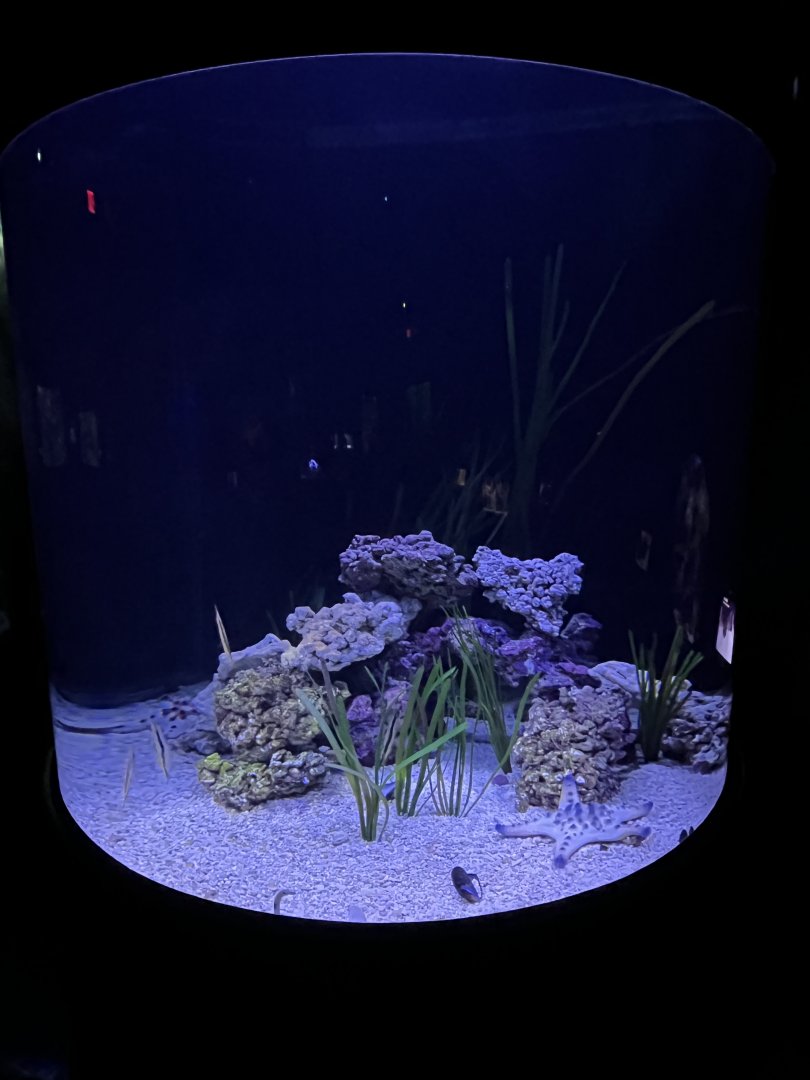 Garden Eels and Razorfish