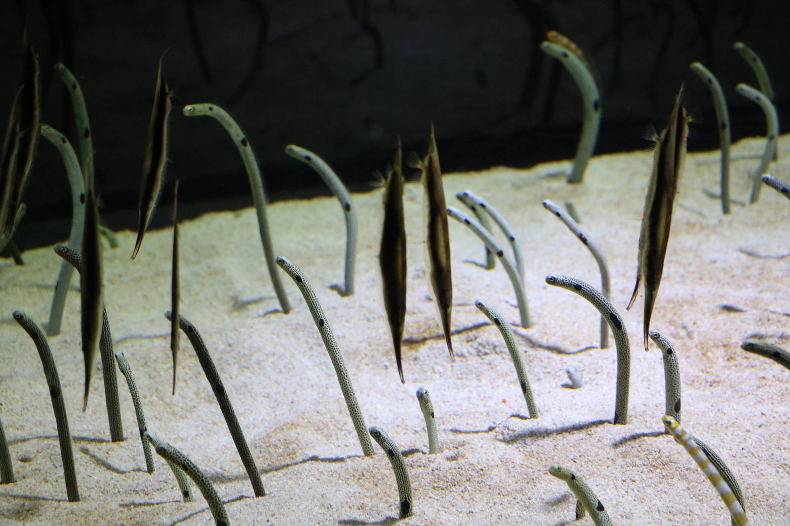 Garden eels and shrimpfish - Sumida Aquarium, February 2016