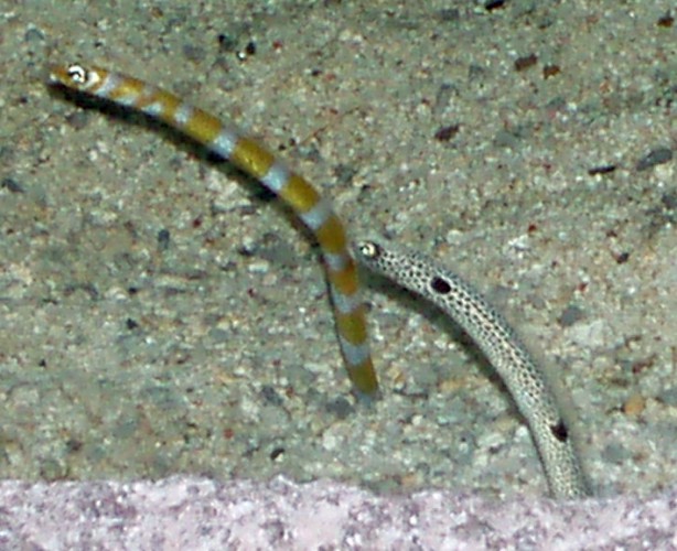 Garden Eels (Heteroconger hassi, left, Heteroconger tomberua, right)