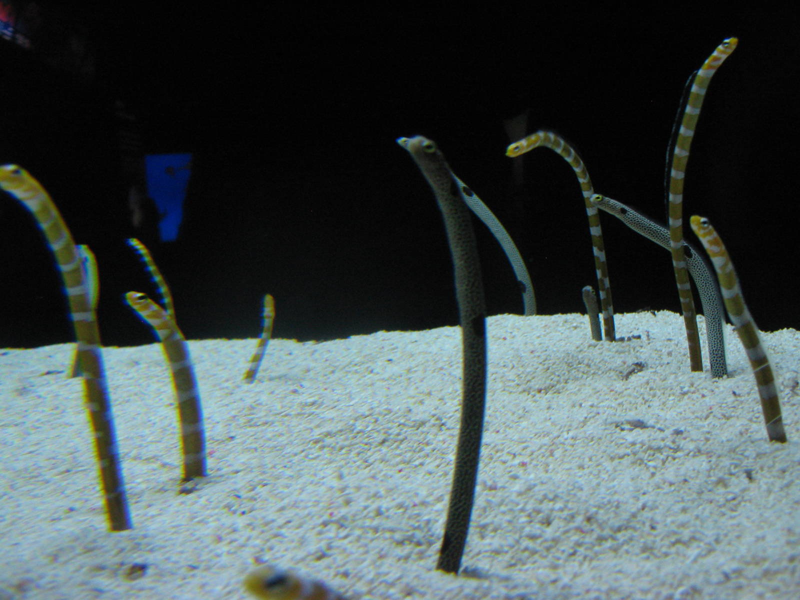 garden eels (Heterocongrinae)