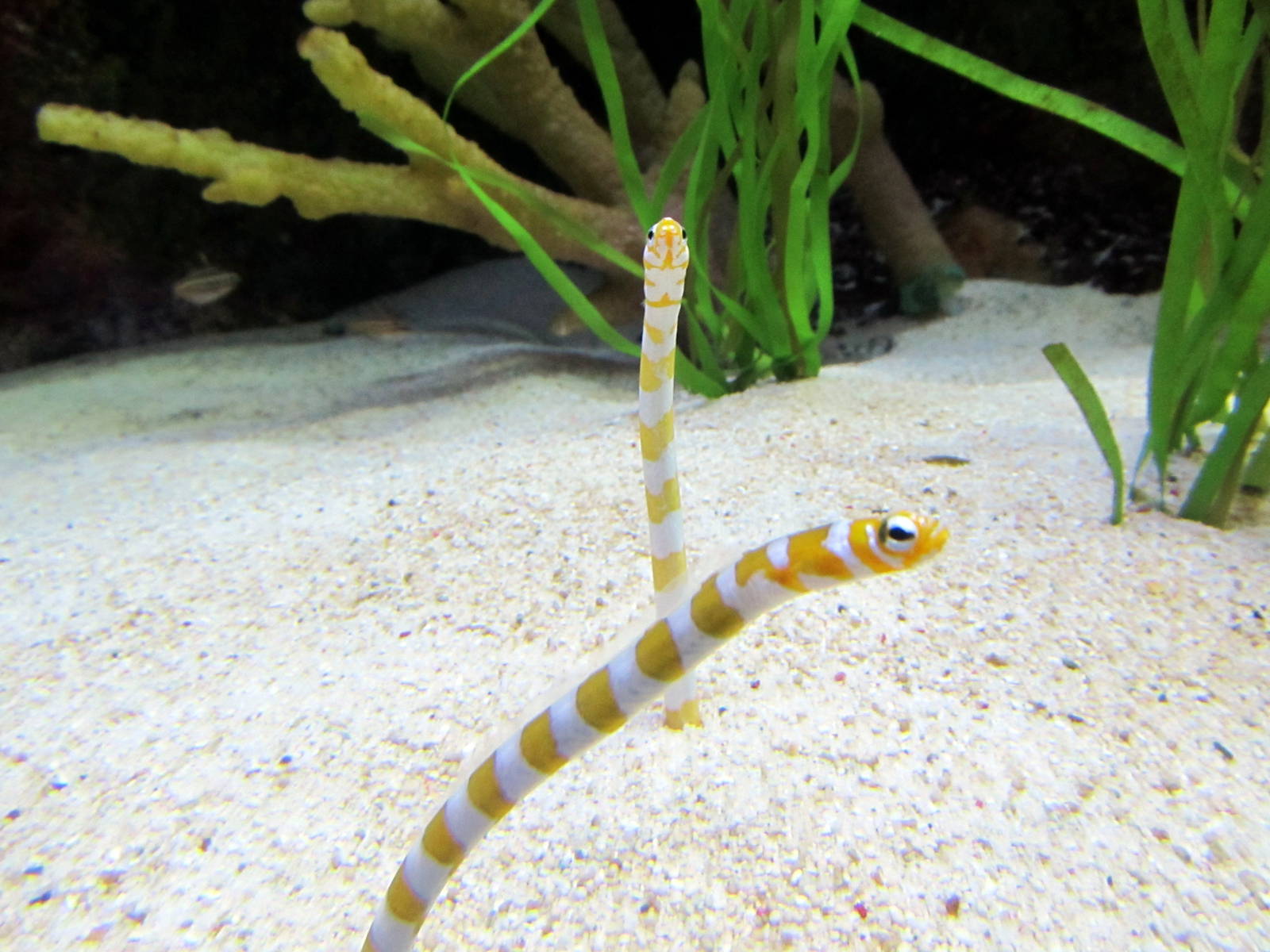 Garden Eels