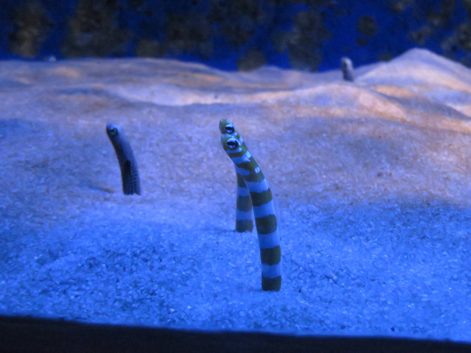 Garden eels