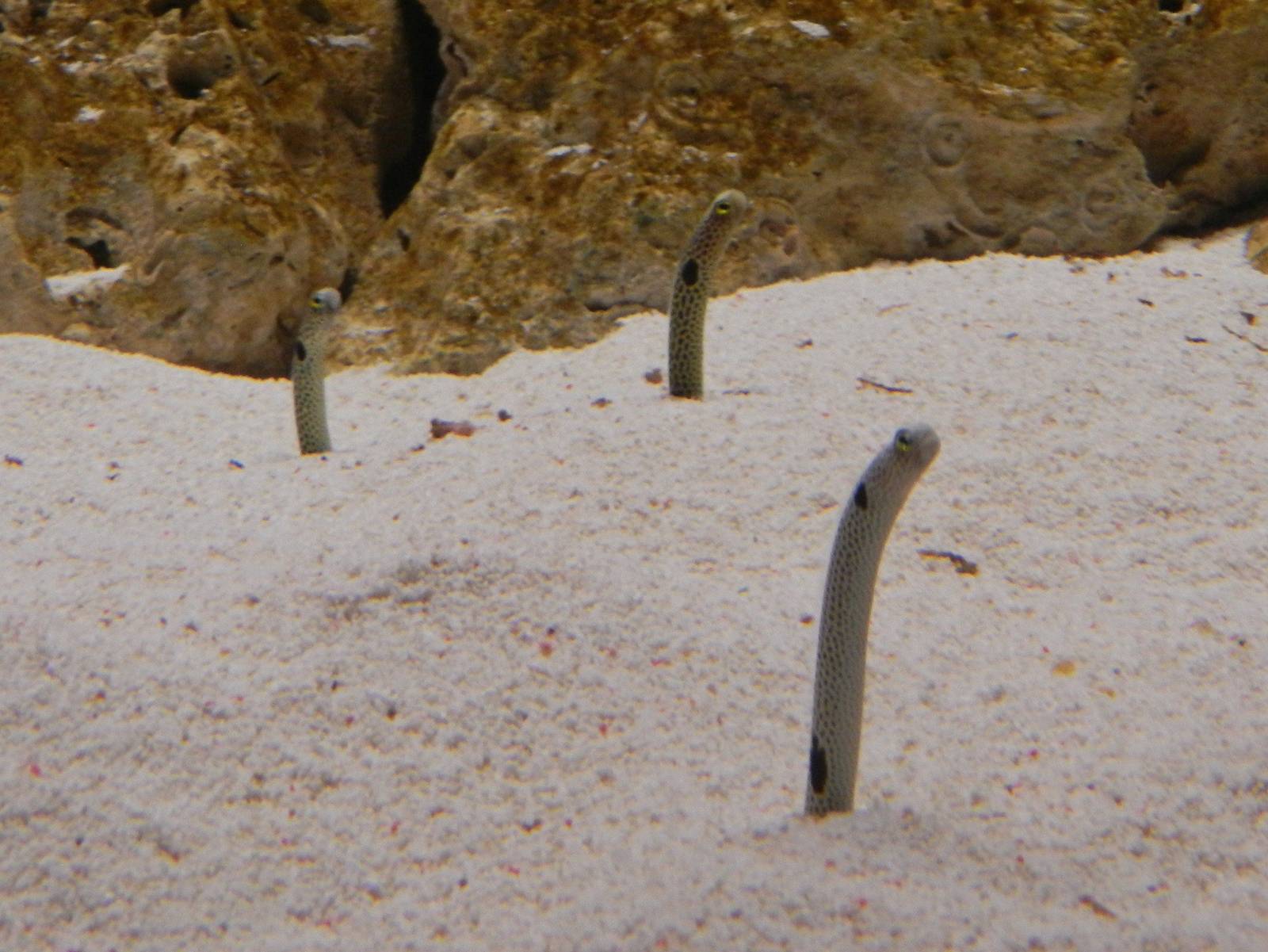 Garden Eels.