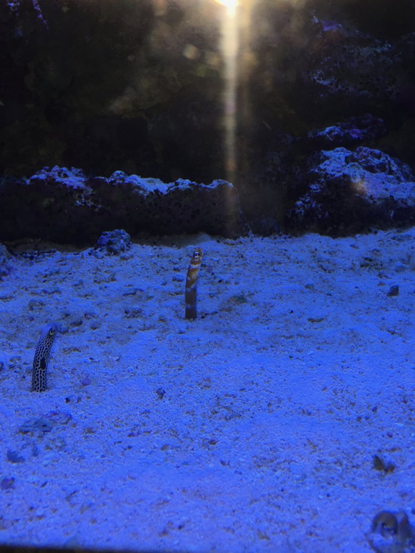 Garden Eels