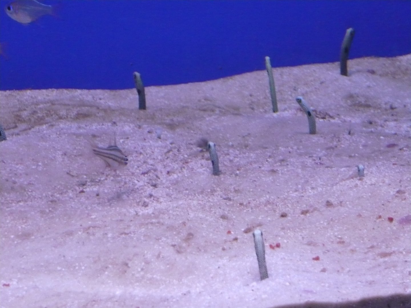Garden eels