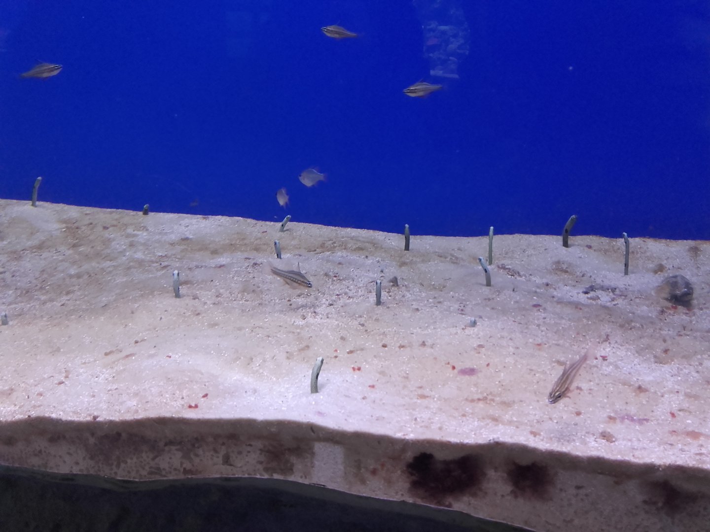 Garden eels