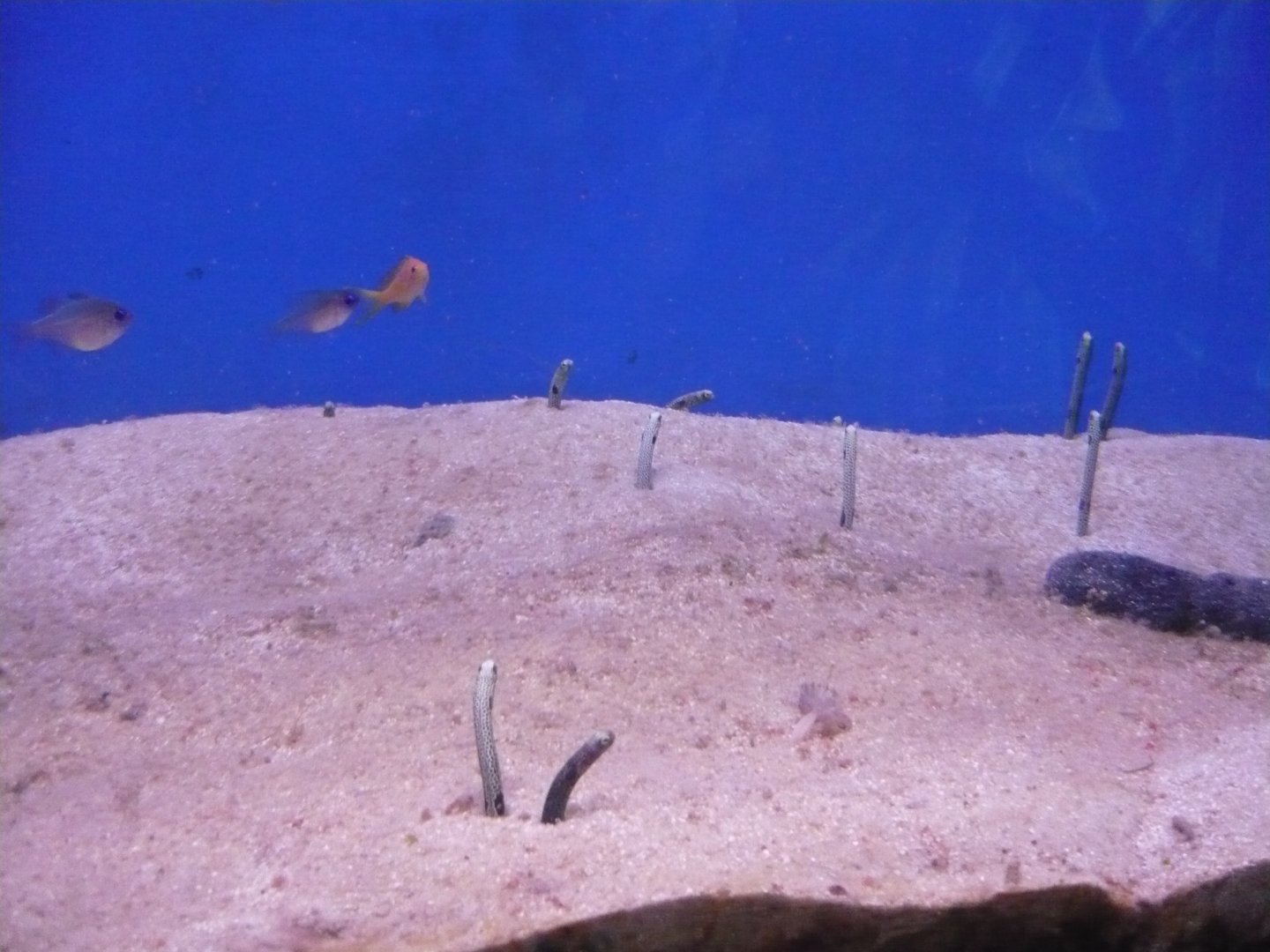 Garden eels