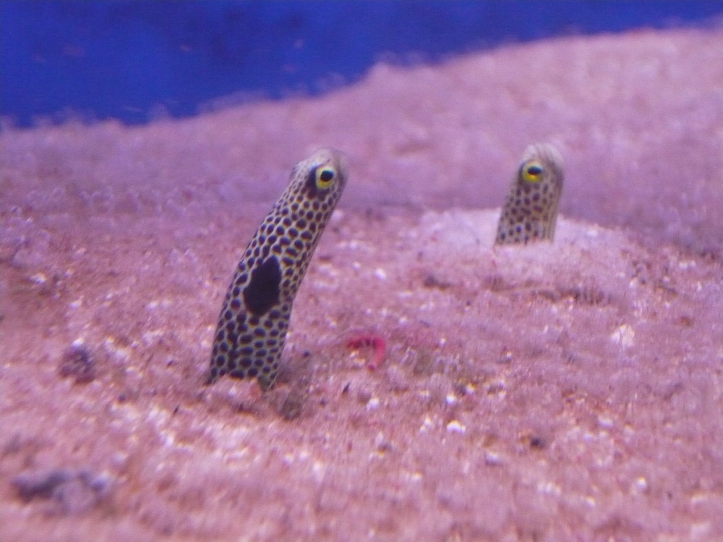 Garden eels