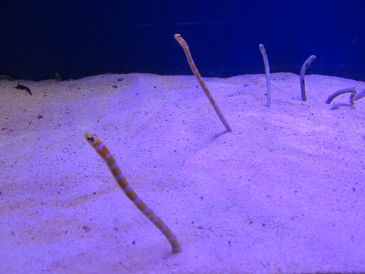 garden eels