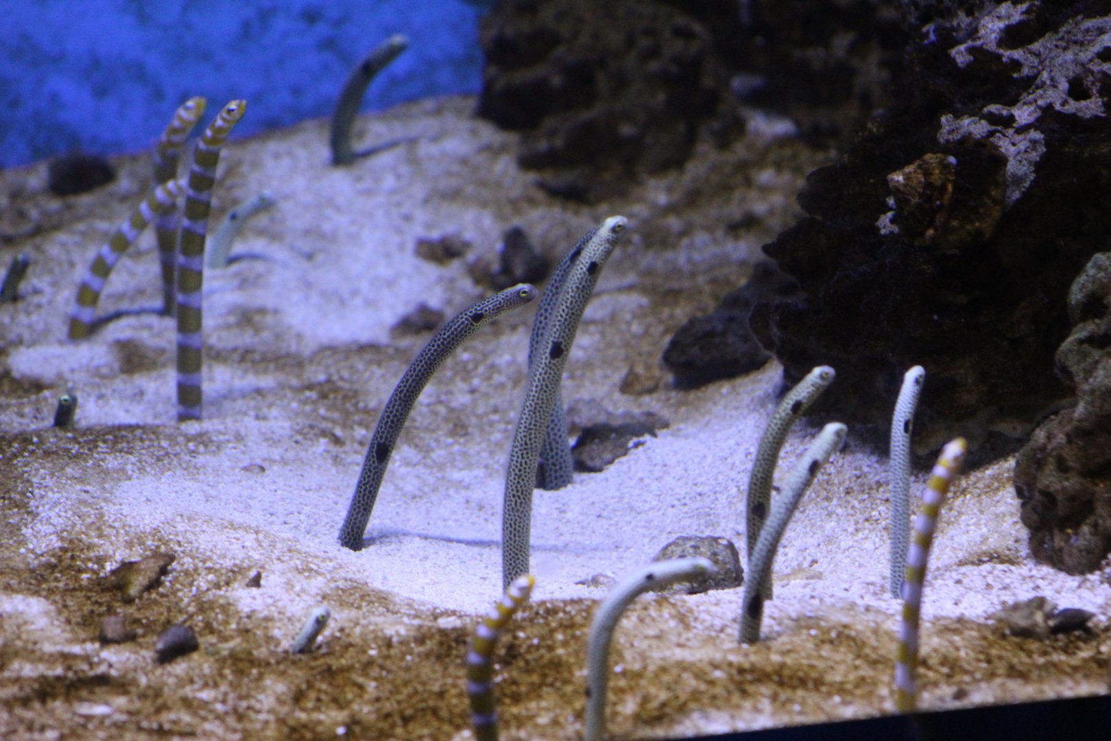 Garden Eels