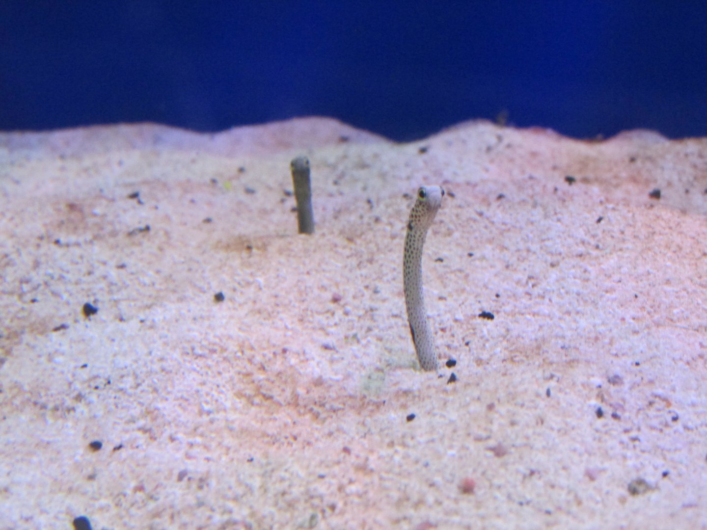 garden eels